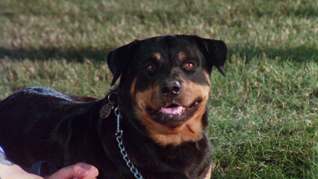 Play Dead (1983) (BLU-RAY/DVD REVIEW)