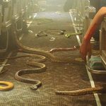 Snakes on a Plane (2006) (Blu-ray Review)