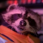 Killer Raccoons 2 (2020) (Blu-ray Review)